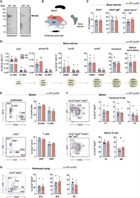 Missing-in-Metastasis/Metastasis Suppressor 1 Regulates B Cell Receptor Signaling, B Cell Metabolic Potential, and T Cell-Independent Immune Responses